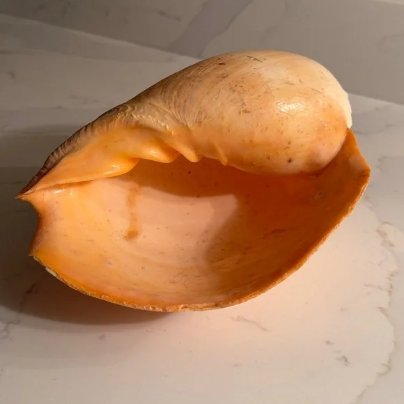 Natural Shell - Picture 6 of 8